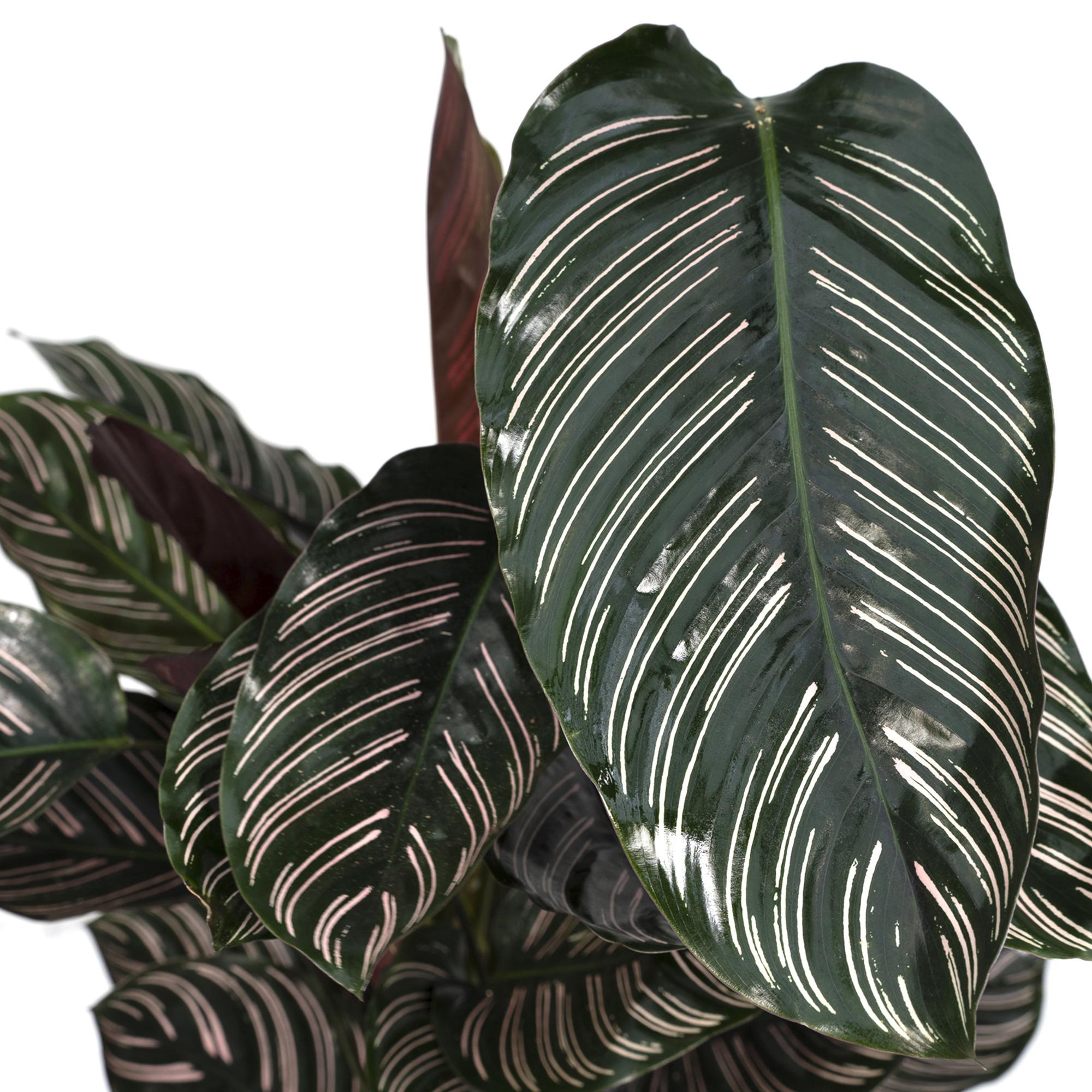 Pauwenplant - Calathea Ornata - Ø19cm - ↕75cm Everspring