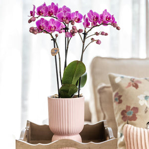 Diabolo sierpot - Roze Everspring