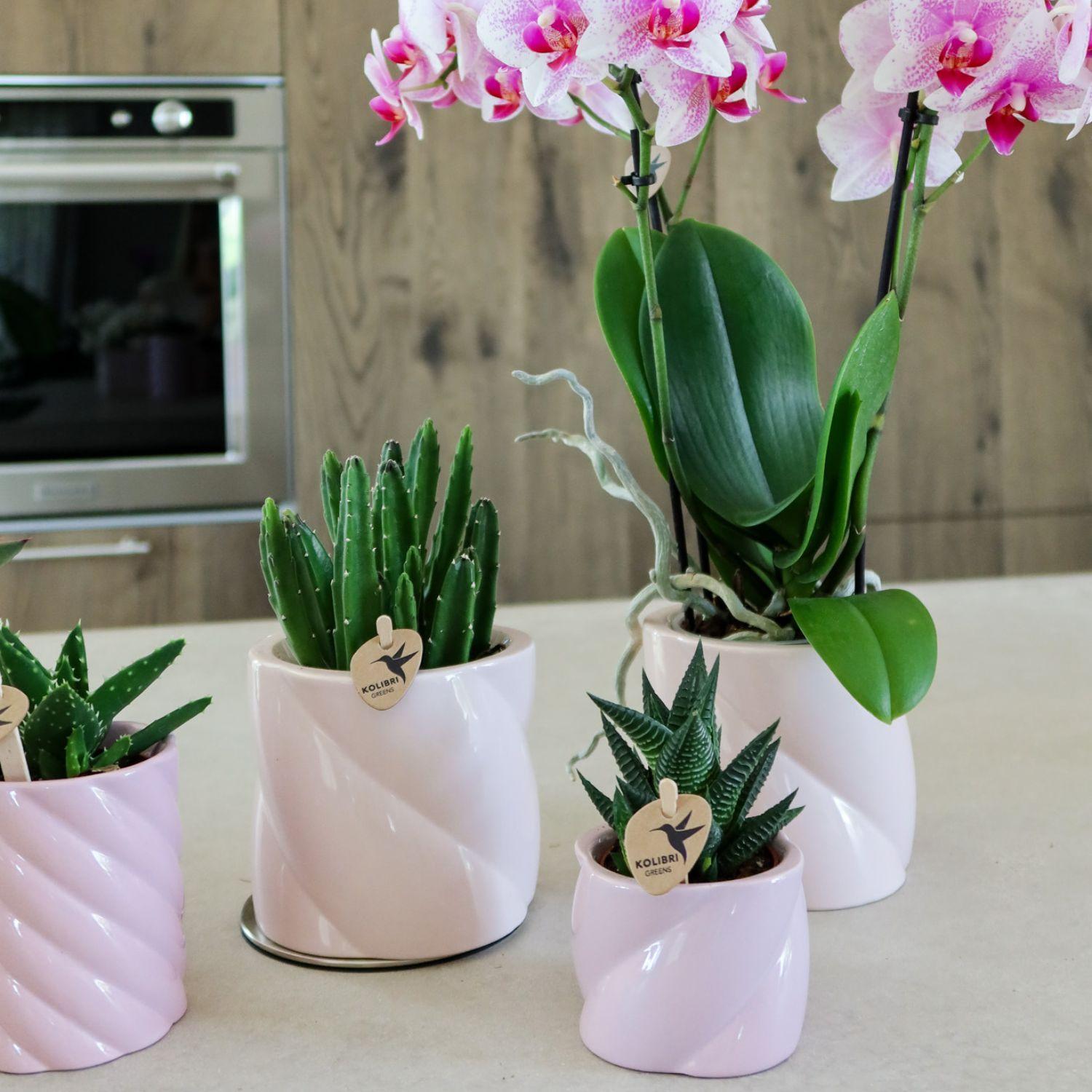 Candy sierpot laag - Roze Everspring