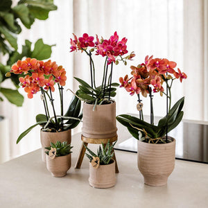 Rode Phalaenopsis Orchidee - Congo - Ø9cm Everspring