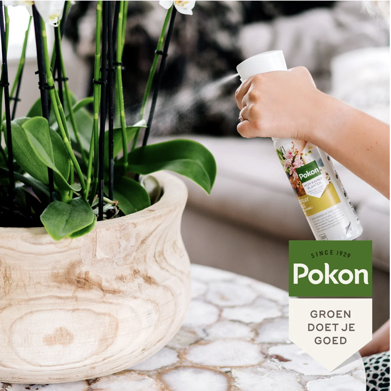 Everspring orchidee verzorgingsspray wordt gebruikt om groene orchideeën in een houten pot te verzorgen