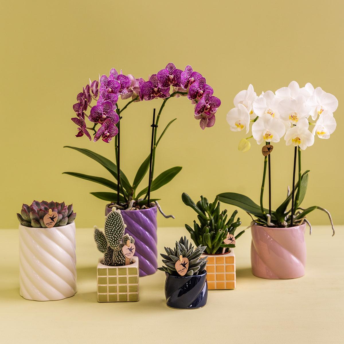Candy sierpot laag - Blauw Everspring