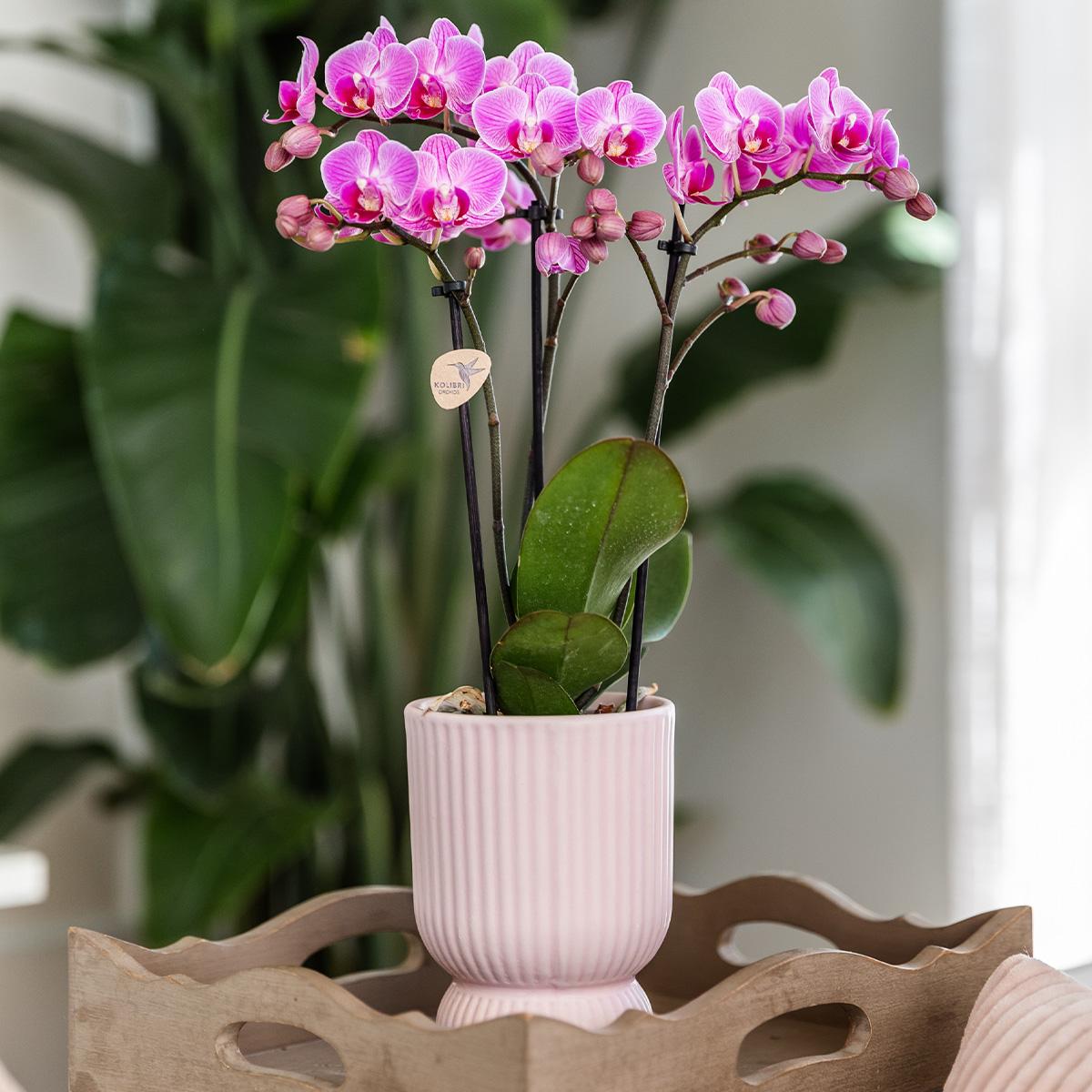 Diabolo sierpot - Roze Everspring