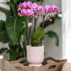 Diabolo sierpot - Roze Everspring