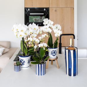 Painted Stripe sierpot - Blauw Everspring