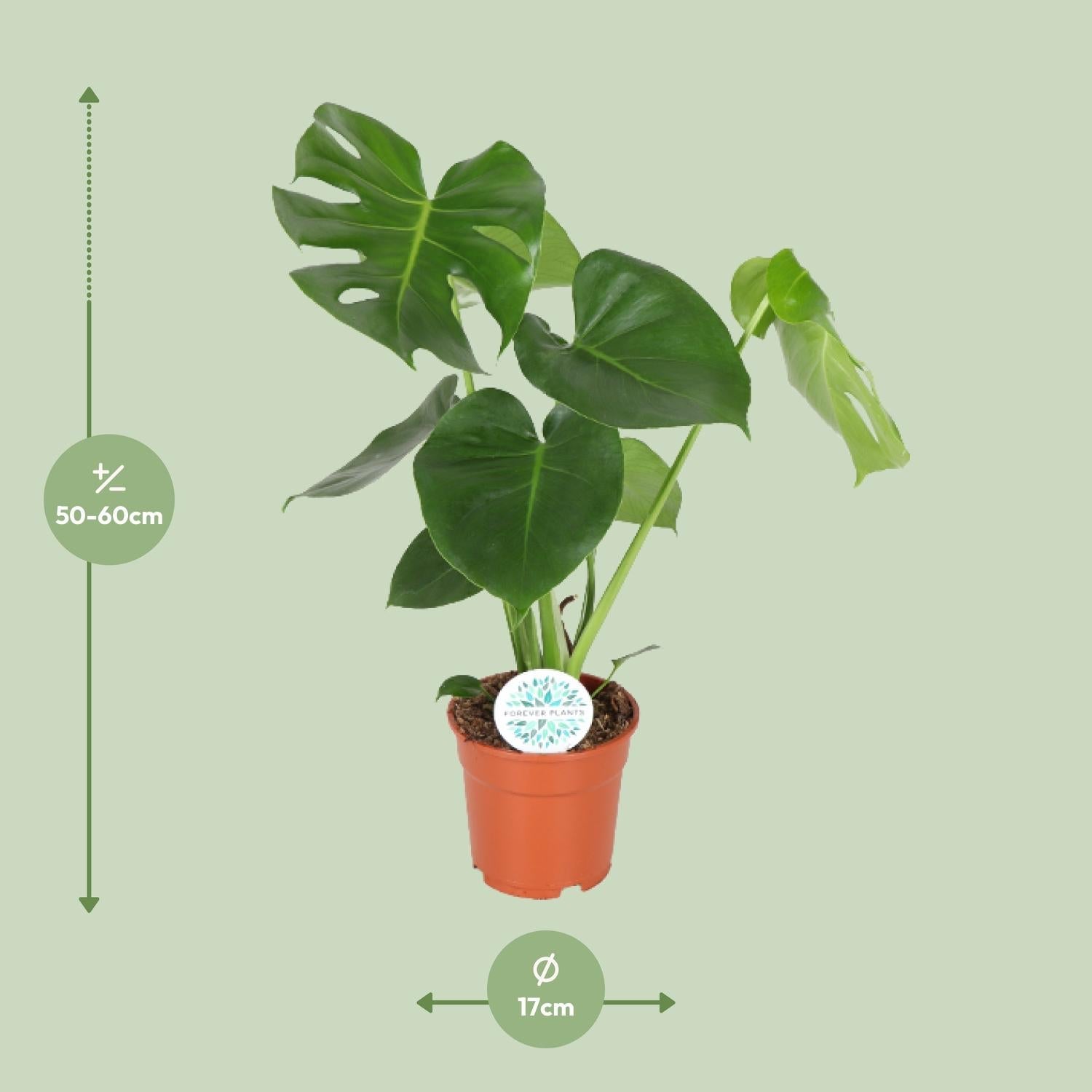 Gatenplant - Monstera Deliciosa Everspring