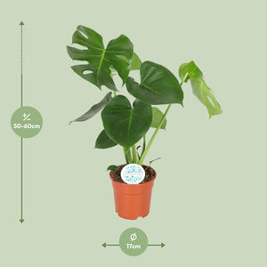 Gatenplant - Monstera Deliciosa Everspring