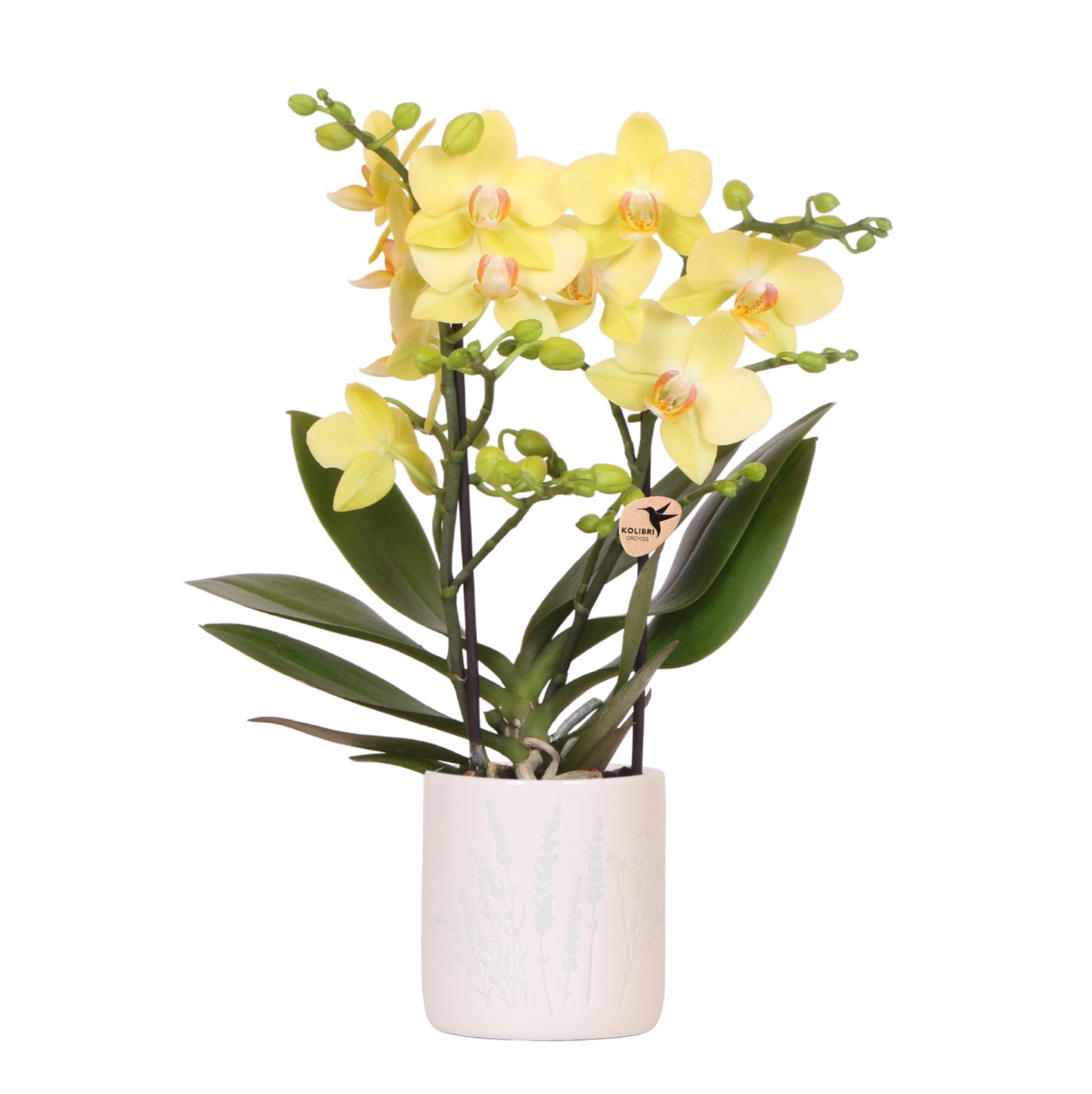 Gele orchidee Albenga + Floral sierpot lichtblauw - potmaat Ø9cm