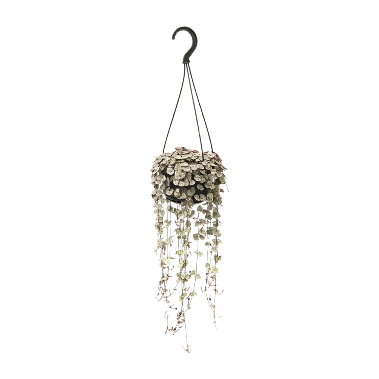 Chinees Lantaarnplantje - Ceropegia Woodii - Ø14cm - ↕38cm Everspring