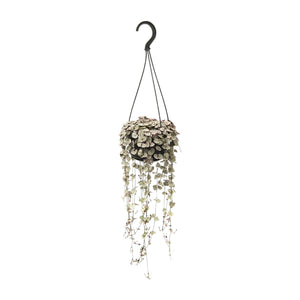 Chinees Lantaarnplantje - Ceropegia Woodii - Ø14cm - ↕38cm Everspring