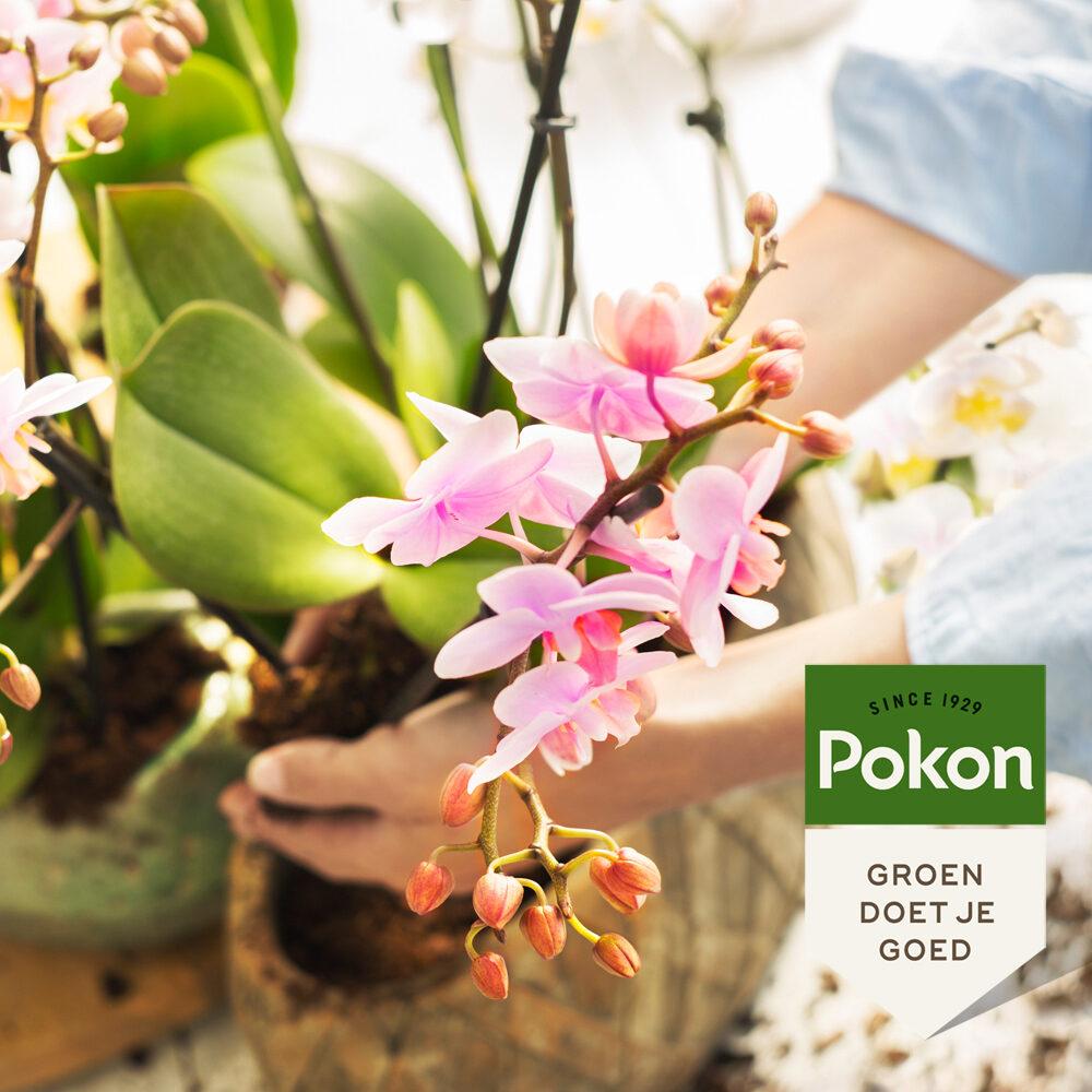 Everspring orchidee verzorgingsspray voor gezonde en bloeiende orchideeën groen doet je goed