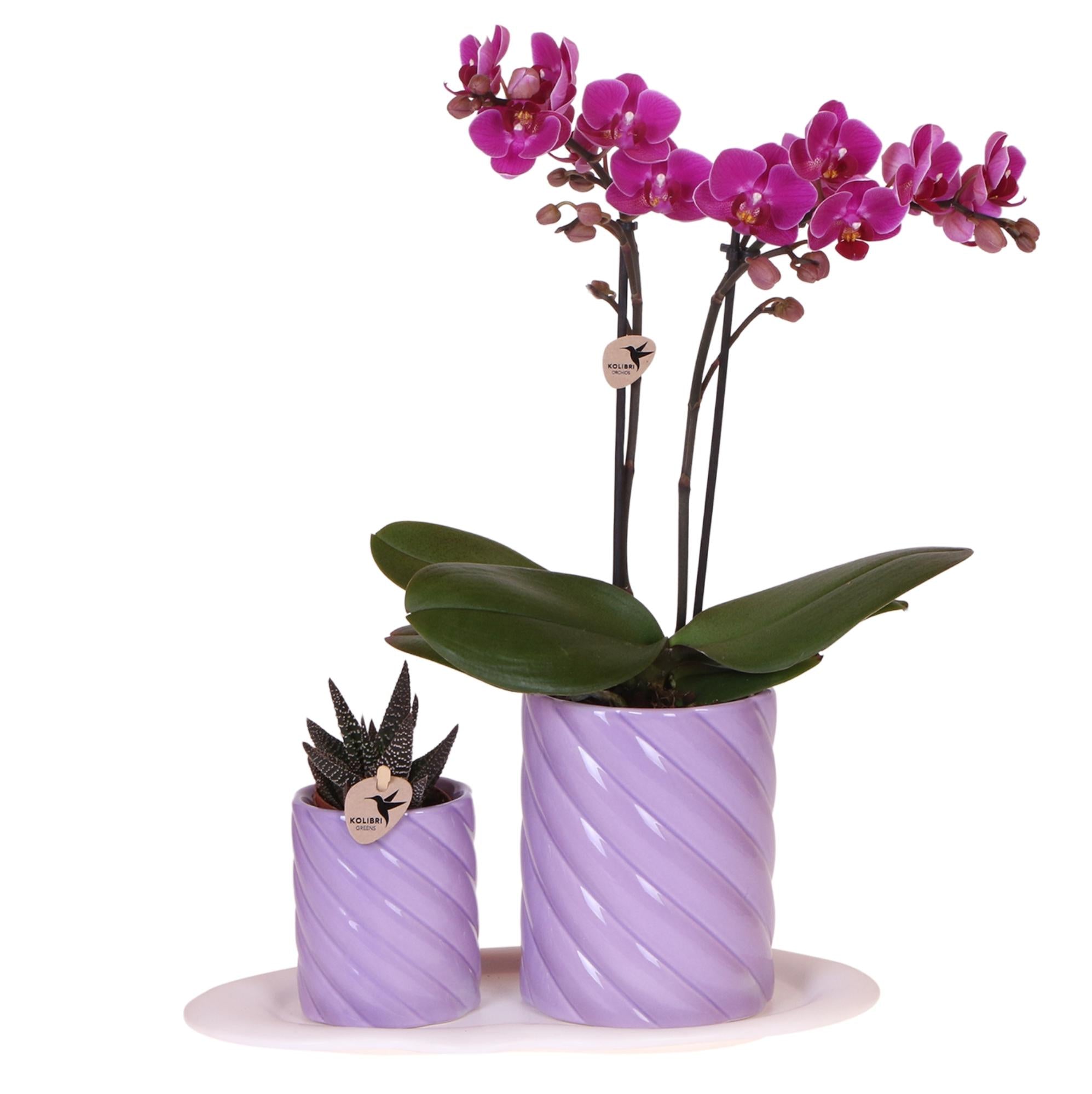 Cadeau set Groene plant met oranje Phalaenopsis orchidee in Candy sierpotten op wit organisch dienblad