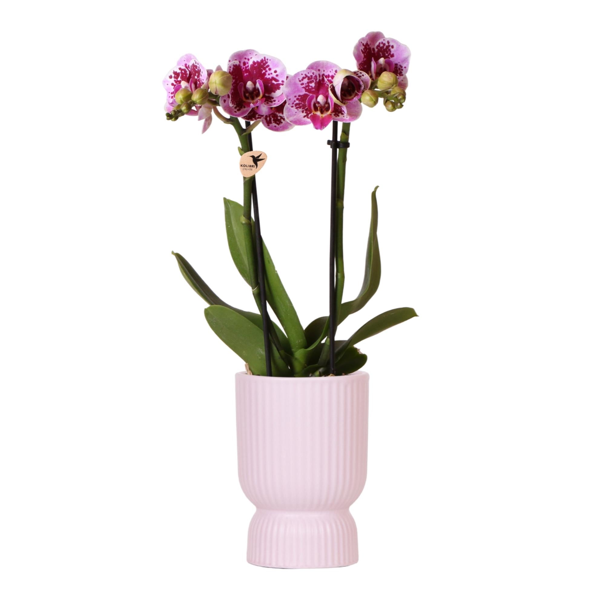 Roze paarse phalaenopsis orchidee El Salvador + Diabolo pink - potmaat Ø9cm