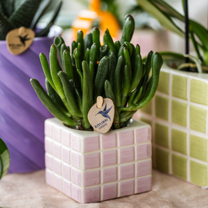 Everspring pot met vierkante roze tegels en groene vetplant voor binnenhuisdecoratie