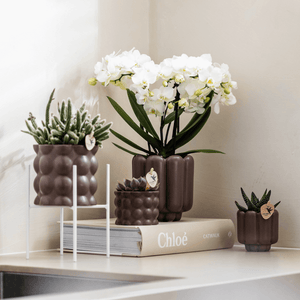 Everspring bruine bubbels potten met witte orchidee en vetplanten in modern interieur