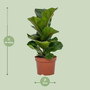 Everspring violenbladplant kopen in pot van 12 cm met hoogte van 30 tot 40 cm voor binnendecoratie