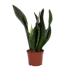 Everspring groene Sansevieria plant met lange gevlekte bladeren in bruine pot