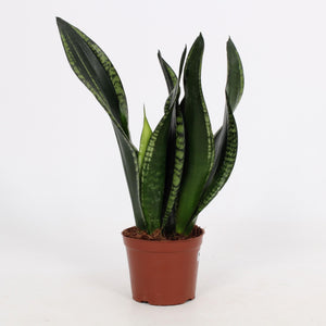 Everspring Sansevieria plant in bruine pot met lange groene bladeren voor binnendecoratie