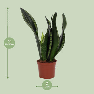 Everspring Sansevieria kamerplant in pot met donkergroene bladeren van 20 tot 30 cm hoogte