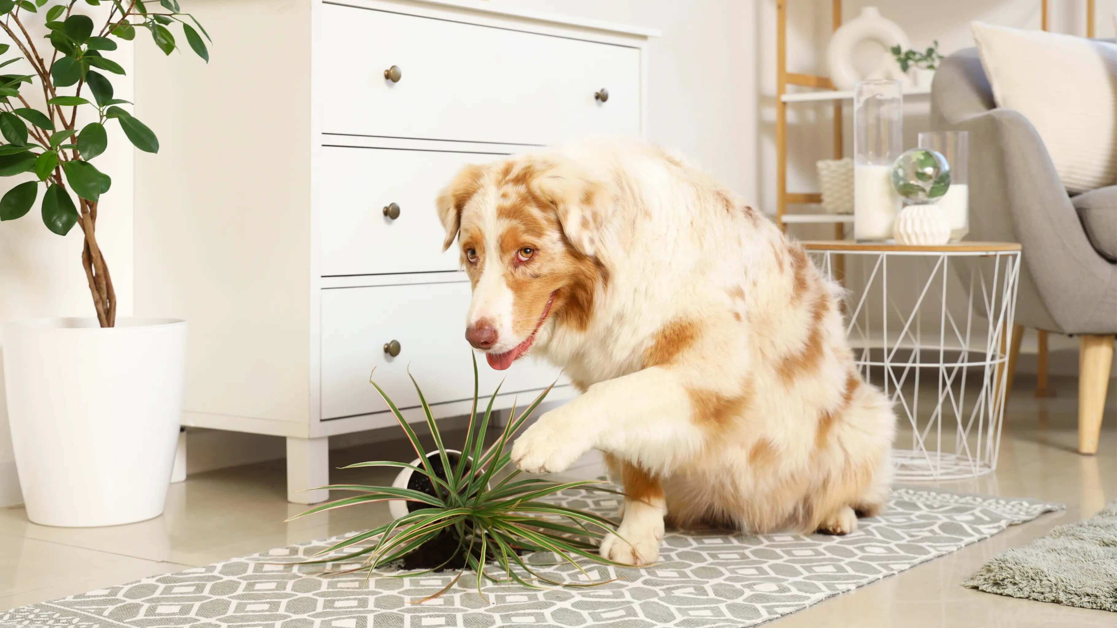 Een veilige jungle voor je huisdieren Groen &amp; Gezellig: Een veilige jungle voor je huisdieren Halen jouw dieren wel eens kattenkwaad uit? Je eten stelen, glazen omgooien, een hapje proeven uit je favoriete plant? In het plaatste geval kan het zomaar z