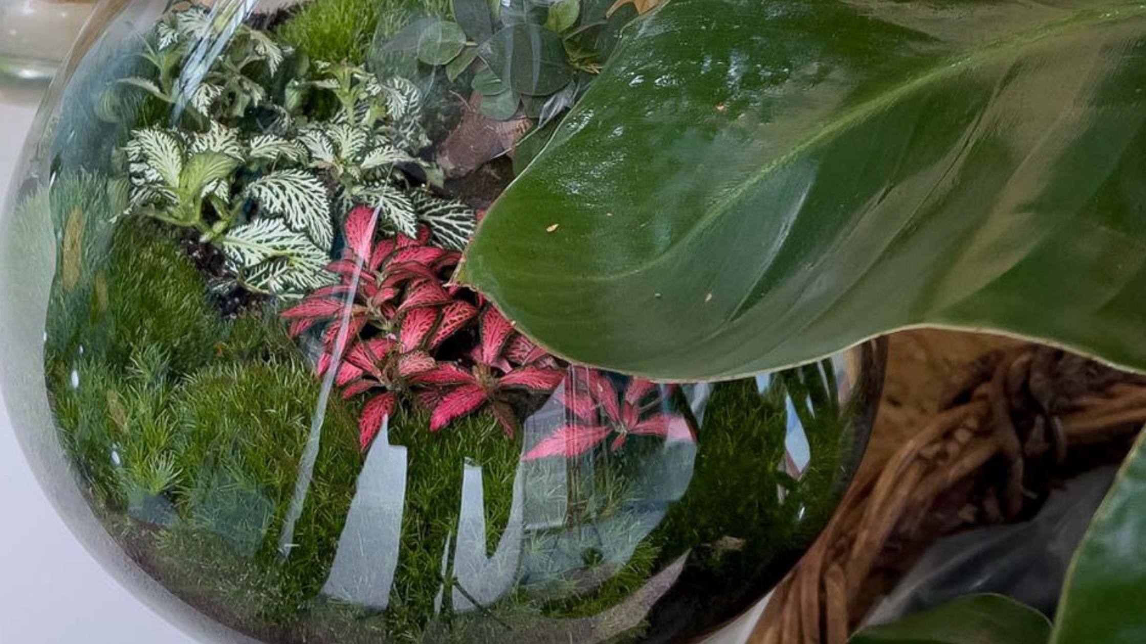 Een wereld in glas: de magie van een plantenterrarium