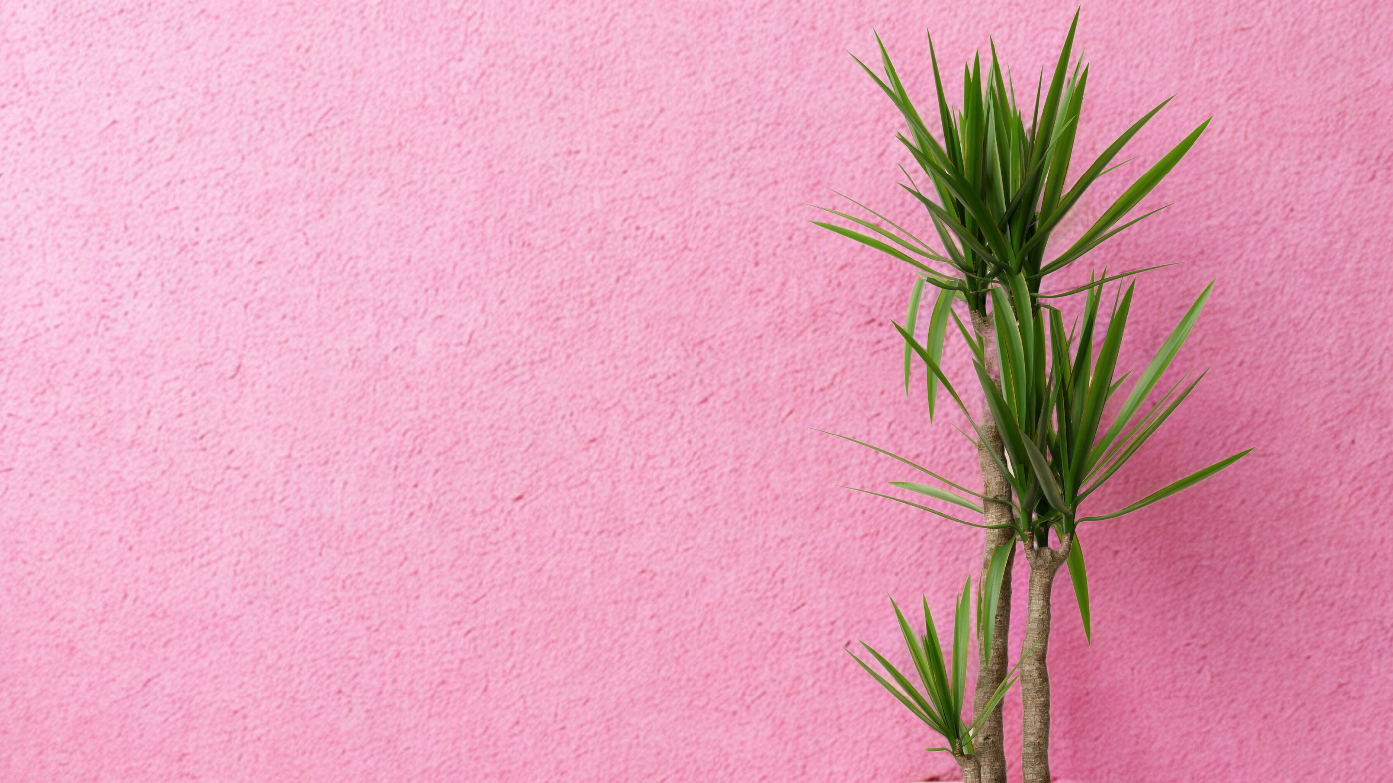 Vijf hittebestendige planten die een hete zomer overleven
