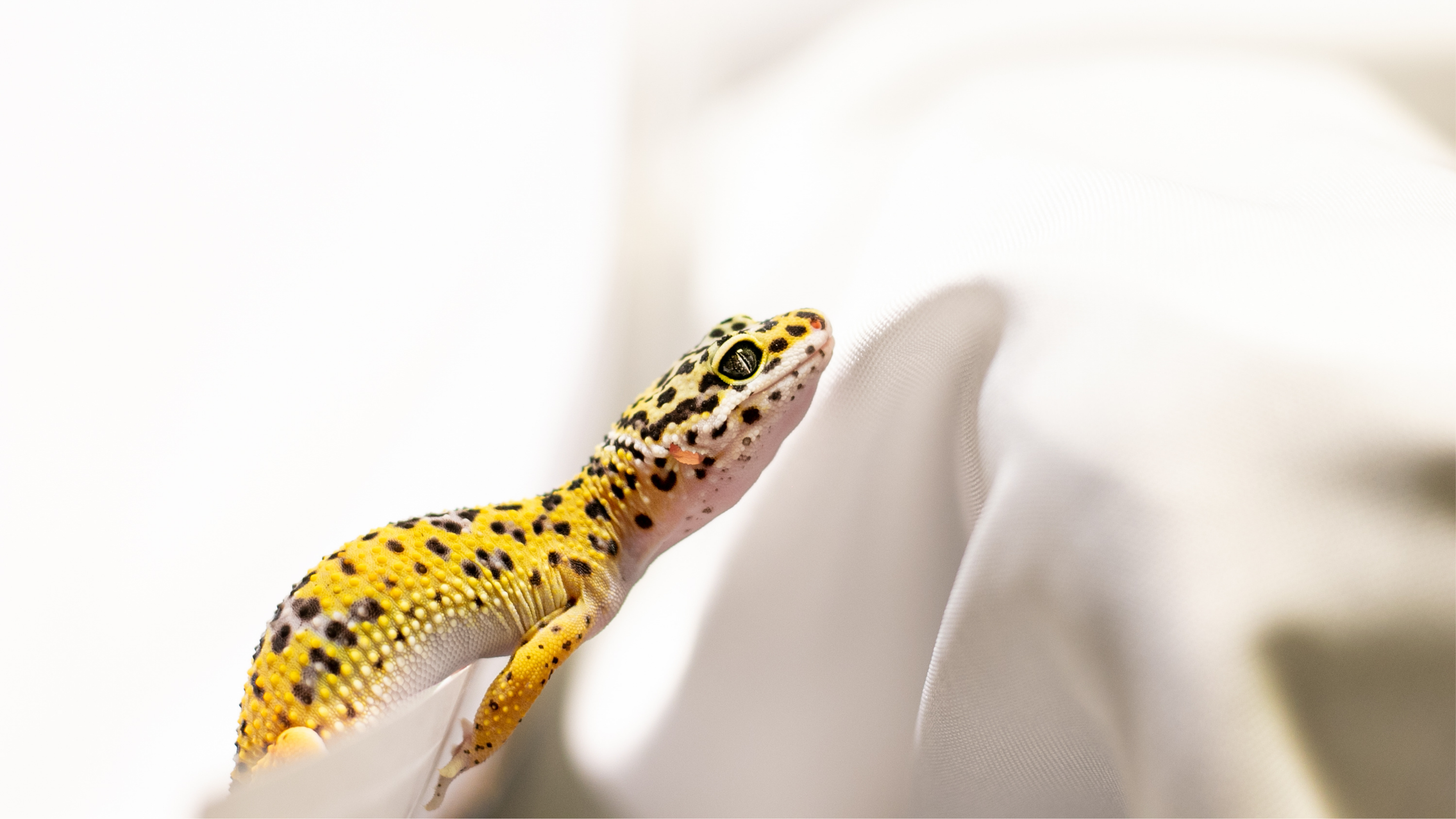 Welke planten kun je gebruiken in een gekko terrarium?