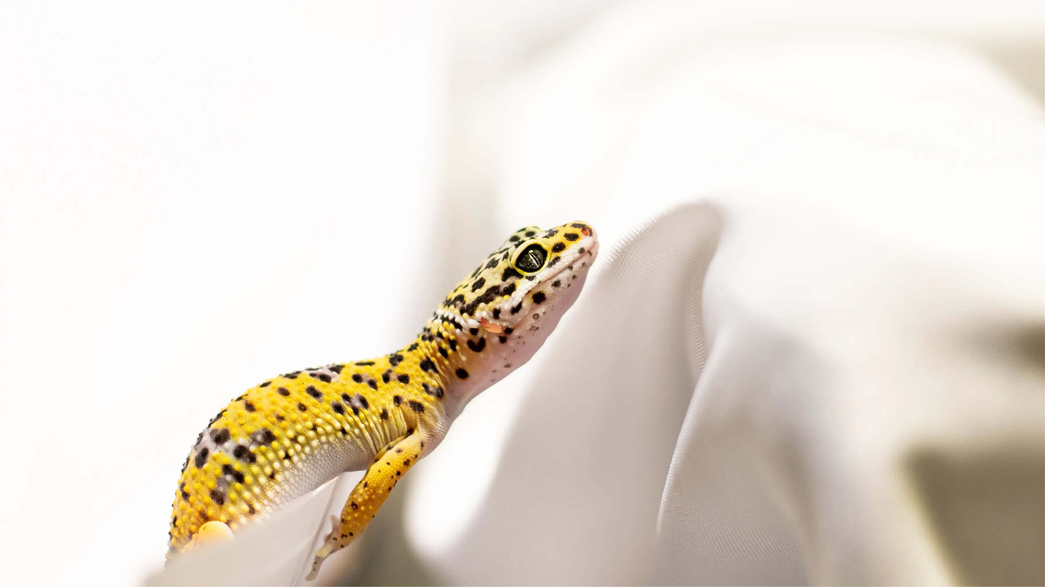 Welke planten kun je gebruiken in een gekko terrarium? Welke planten kun je gebruiken in een gekko terrarium? Het inrichten van een terrarium voor je gekko is niet alleen belangrijk voor de gezondheid van je huisdier, maar het is ook een kans om een prach