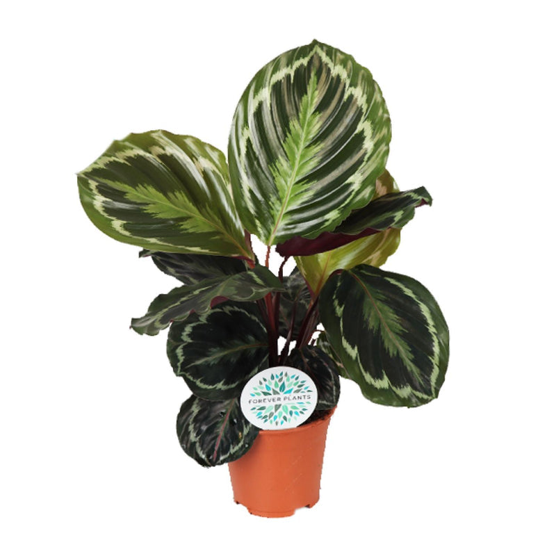 Groene Calathea kamerplant met opvallende bladeren in oranje pot van Myosotis Plants
