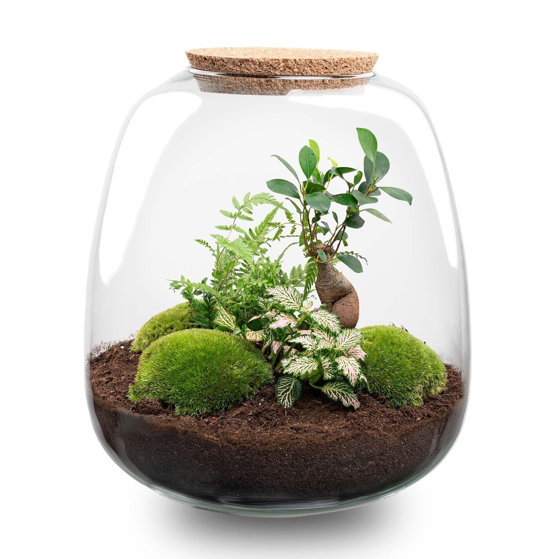 DIY terrarium - Emma - ↑ 25 cm - Ø 23 cm