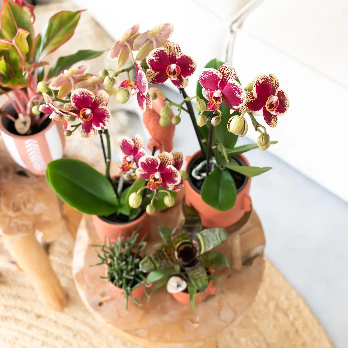 Geel rode Phalaenopsis Orchidee - Spanje - Ø9cm Everspring