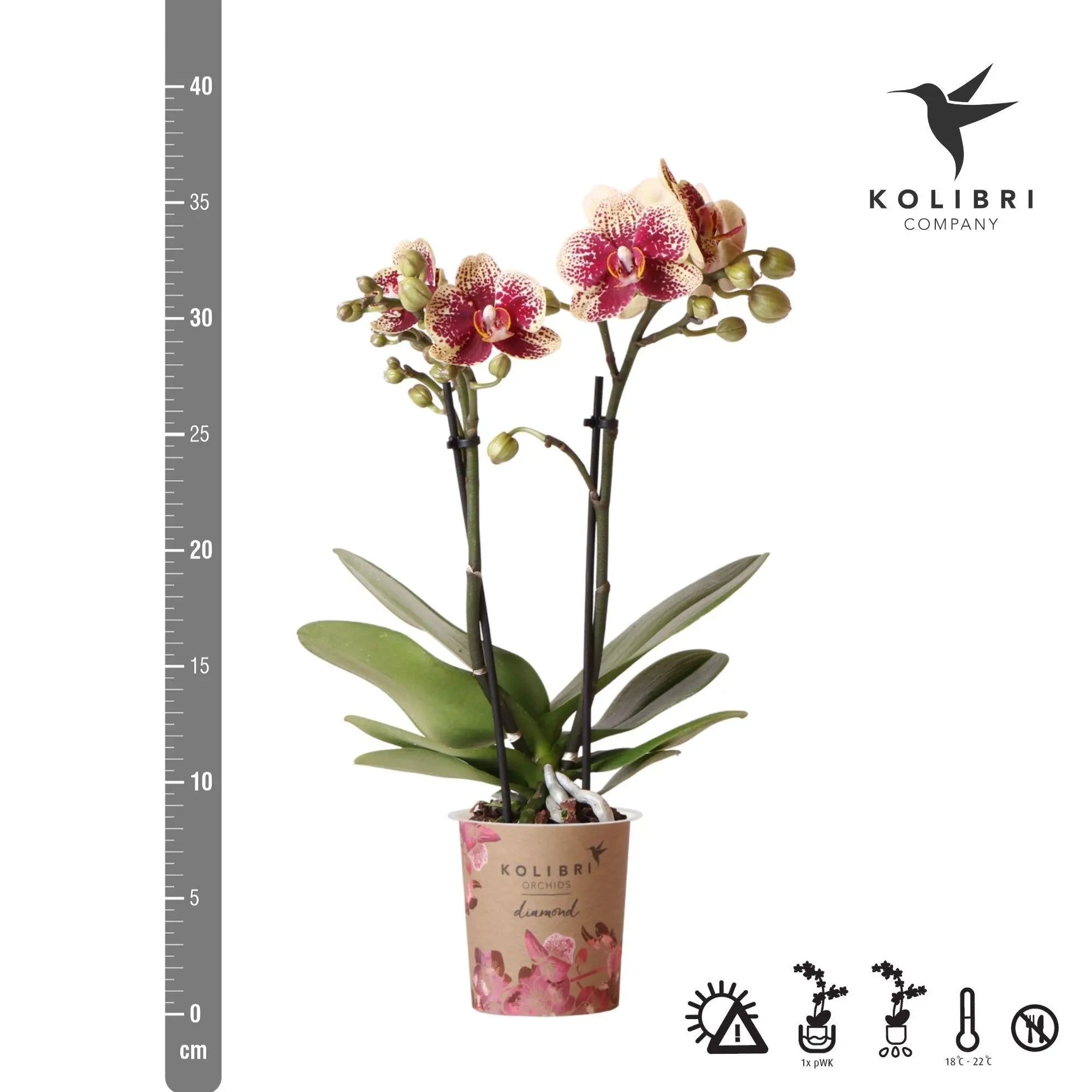 Geel rode Phalaenopsis Orchidee - Spanje - Ø9cm Everspring