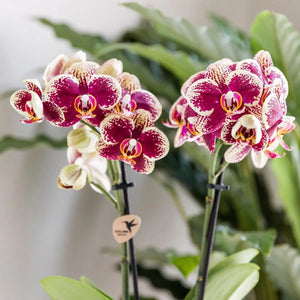 Geel rode Phalaenopsis Orchidee - Spanje - Ø9cm Everspring