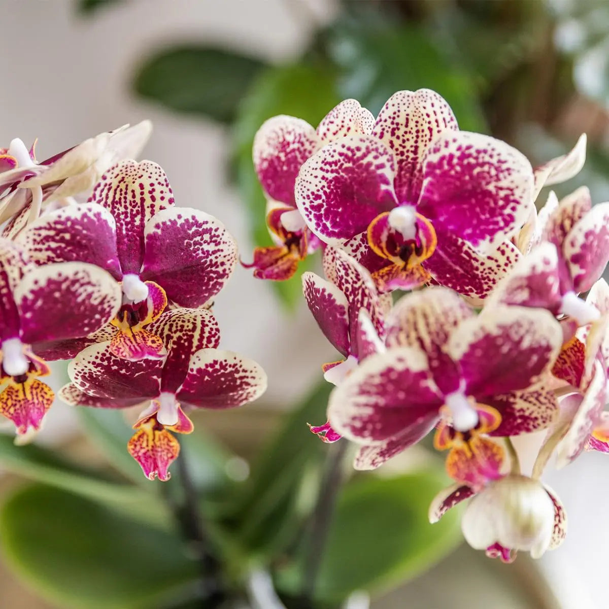 Geel rode Phalaenopsis Orchidee - Spanje - Ø9cm Everspring