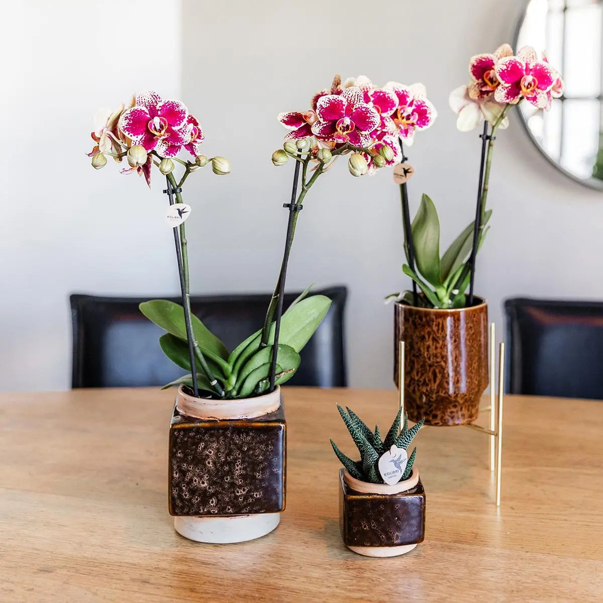 Geel rode Phalaenopsis Orchidee - Spanje - Ø9cm Everspring