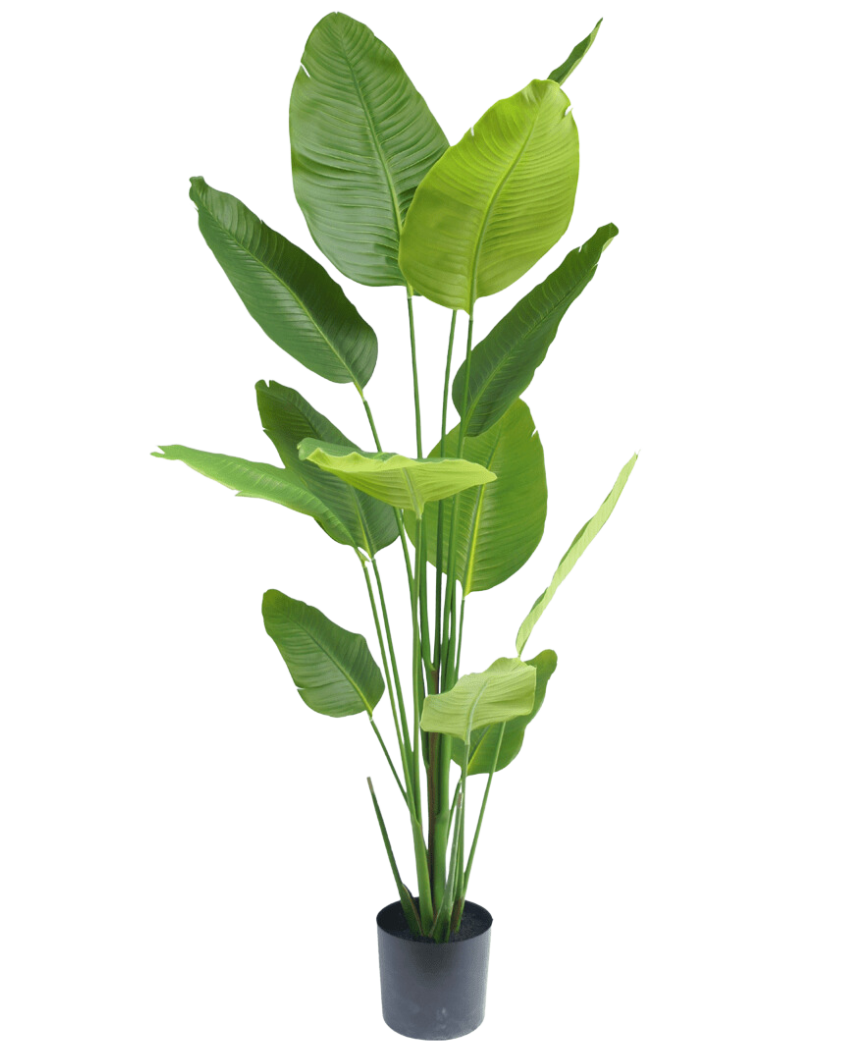plant 4