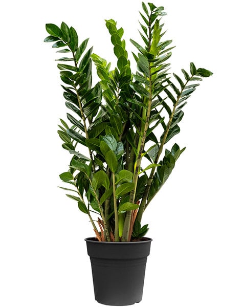 plant 5