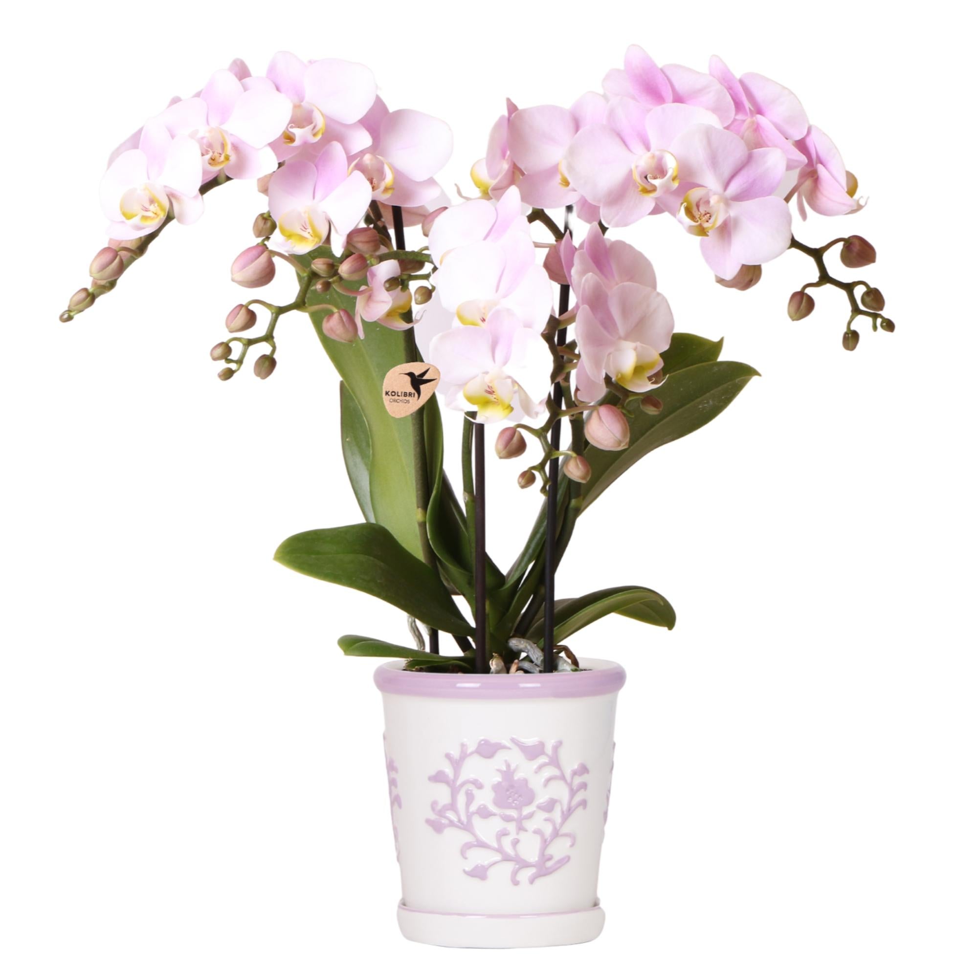 Malaga sierpot - Roze