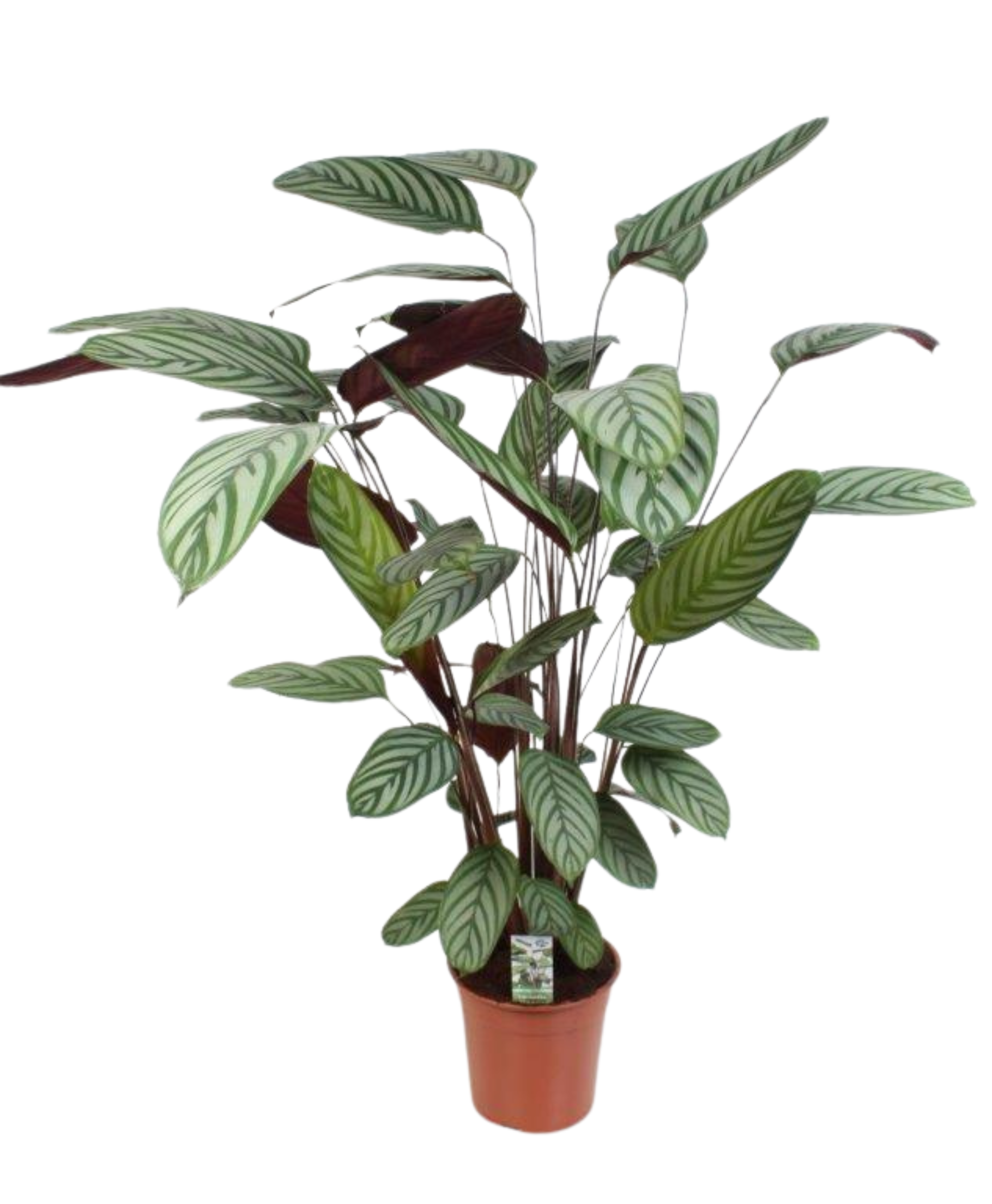 Zebraplant - Ctenanthe Oppenheimiana - Ø21cm - ↕100cm