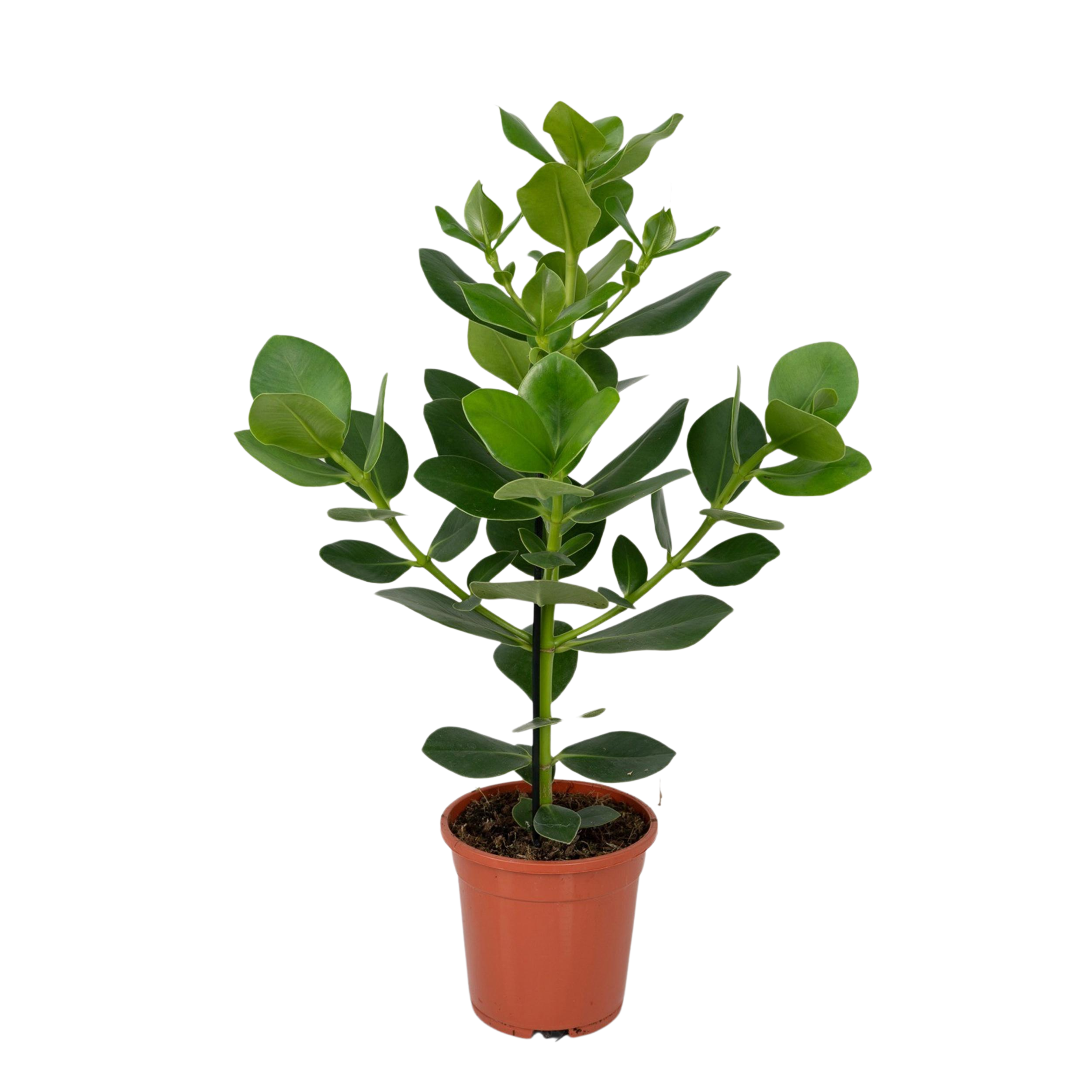 Varkensboom - Clusia Rosea Princess - Ø17cm - ↕60cm