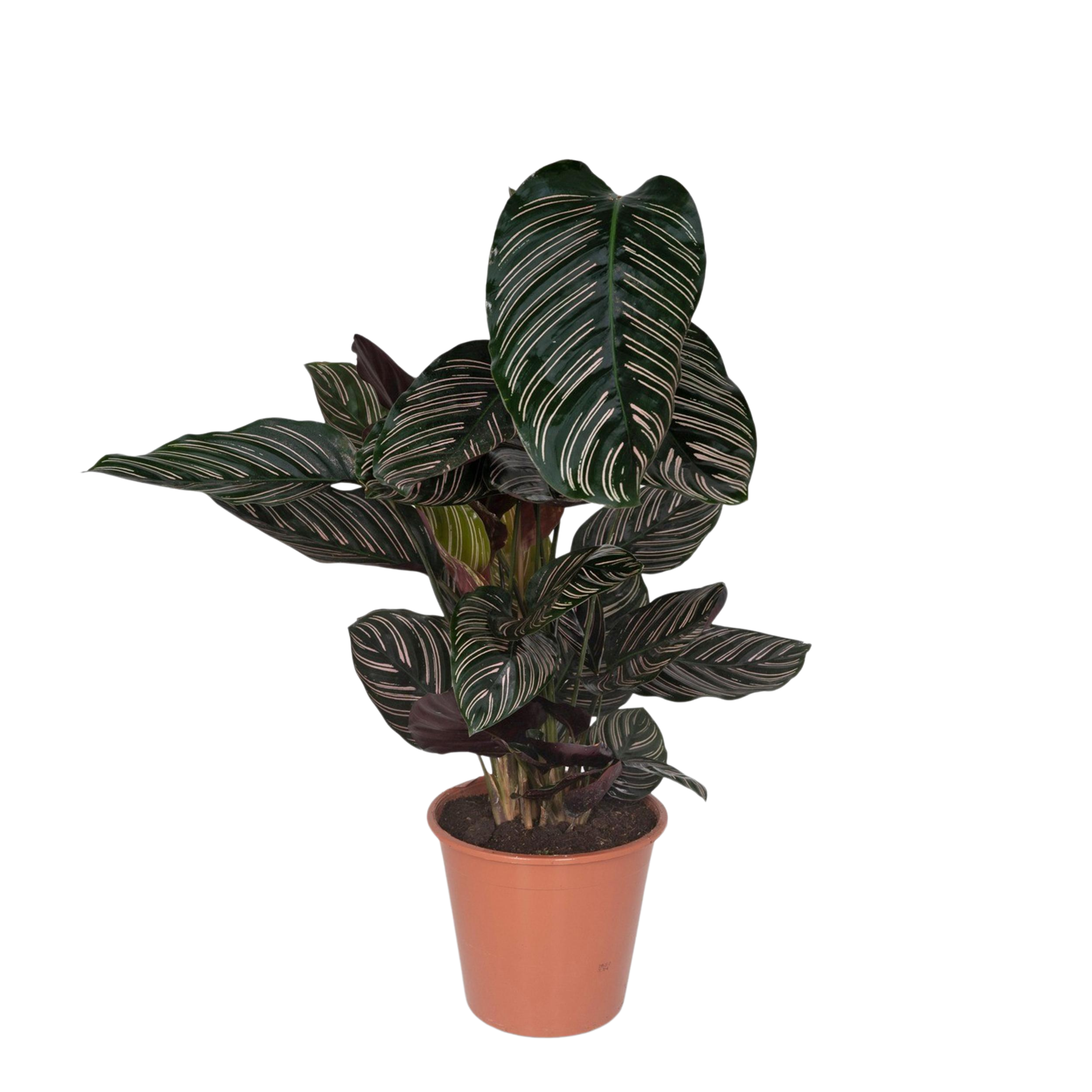 Pauwenplant - Calathea Ornata - Ø19cm - ↕75cm