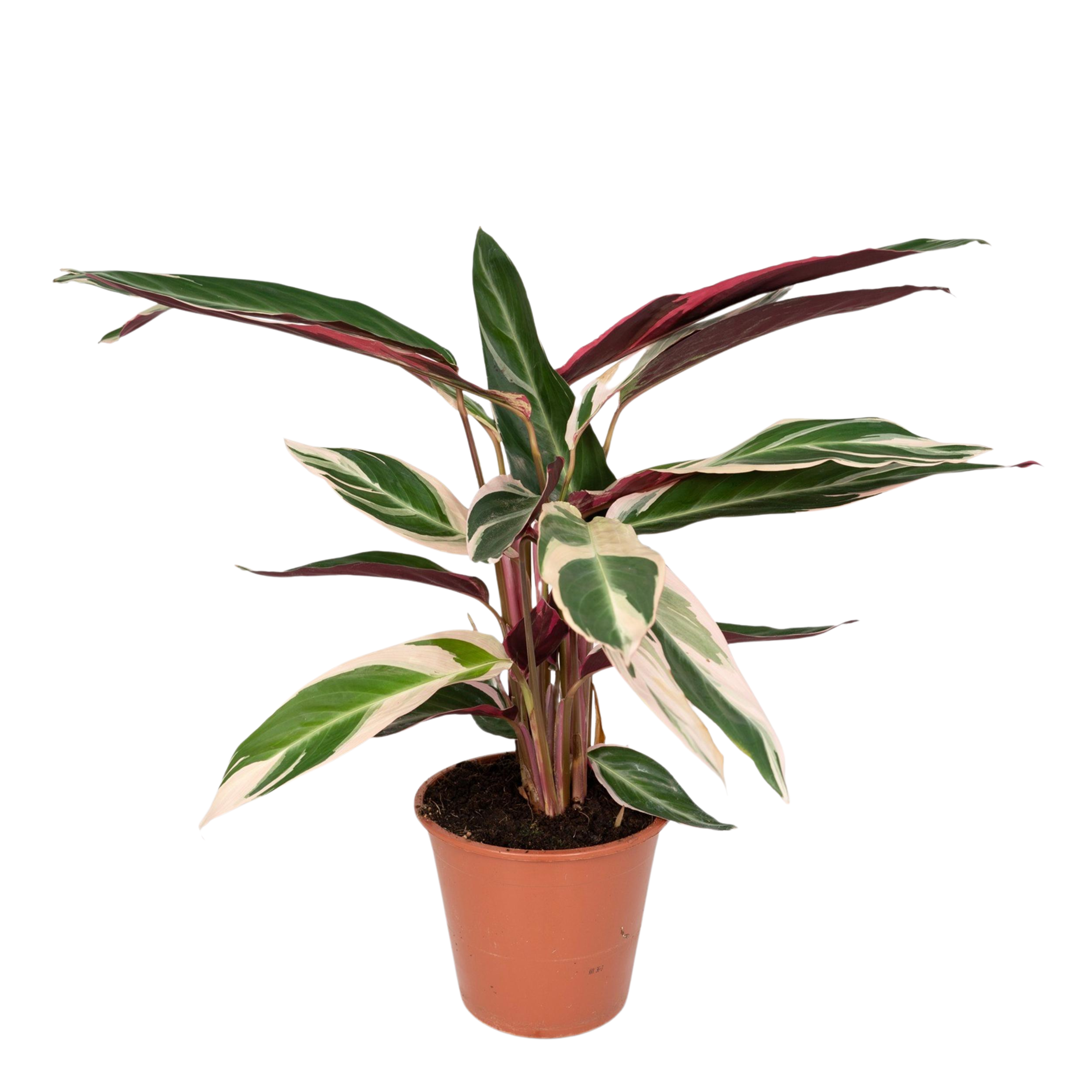 Pauwenplant - Calathea Triostar - Ø19cm - ↕70cm