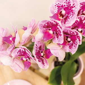 Everspring Phalaenopsis orchidee roze paars met opvallende bloemen en groene bladeren
