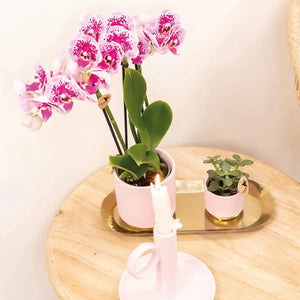 Roze-paarse Phalaenopsis Orchidee - El Salvador - Ø9cm Everspring