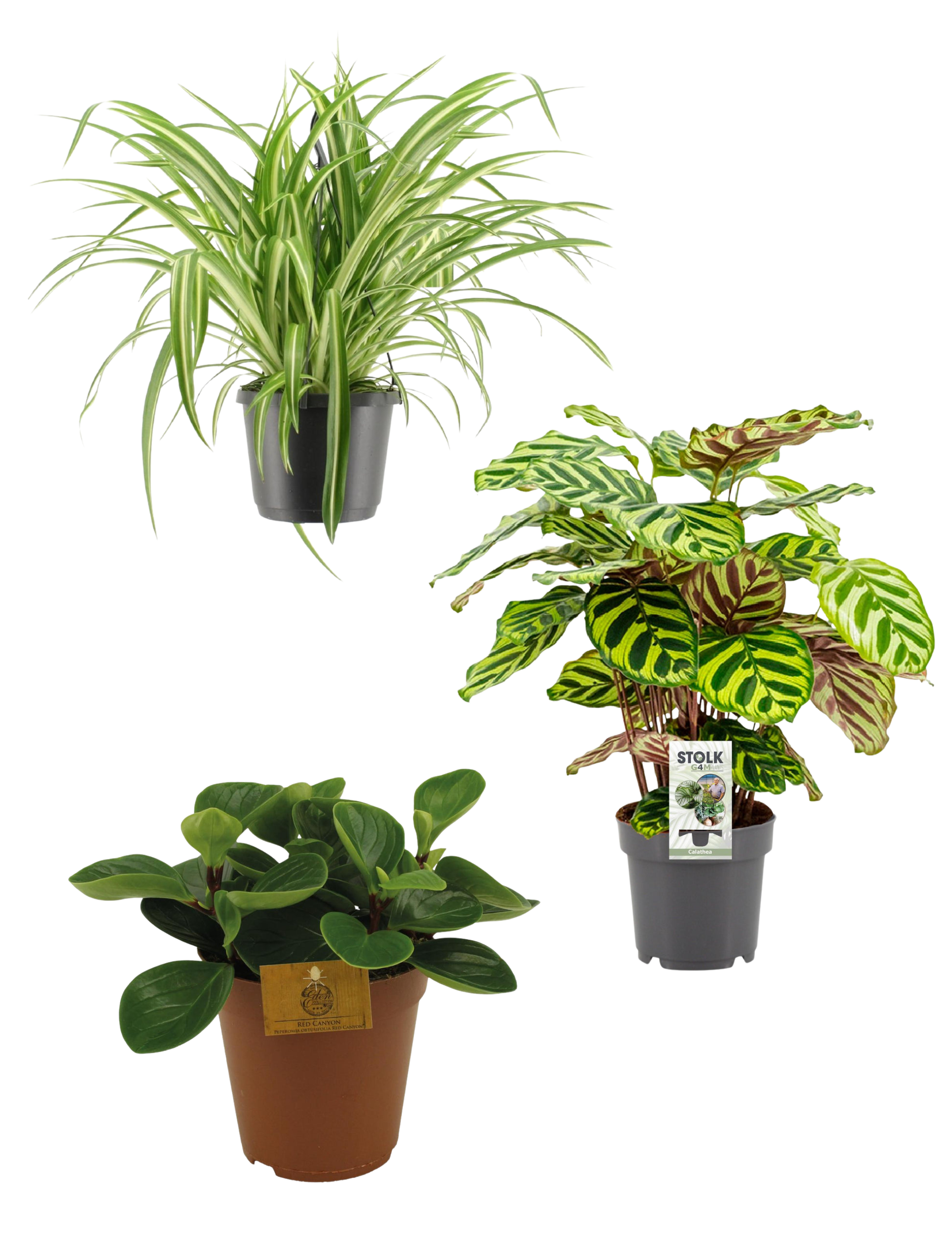 Voordeel bundel slangen terrarium