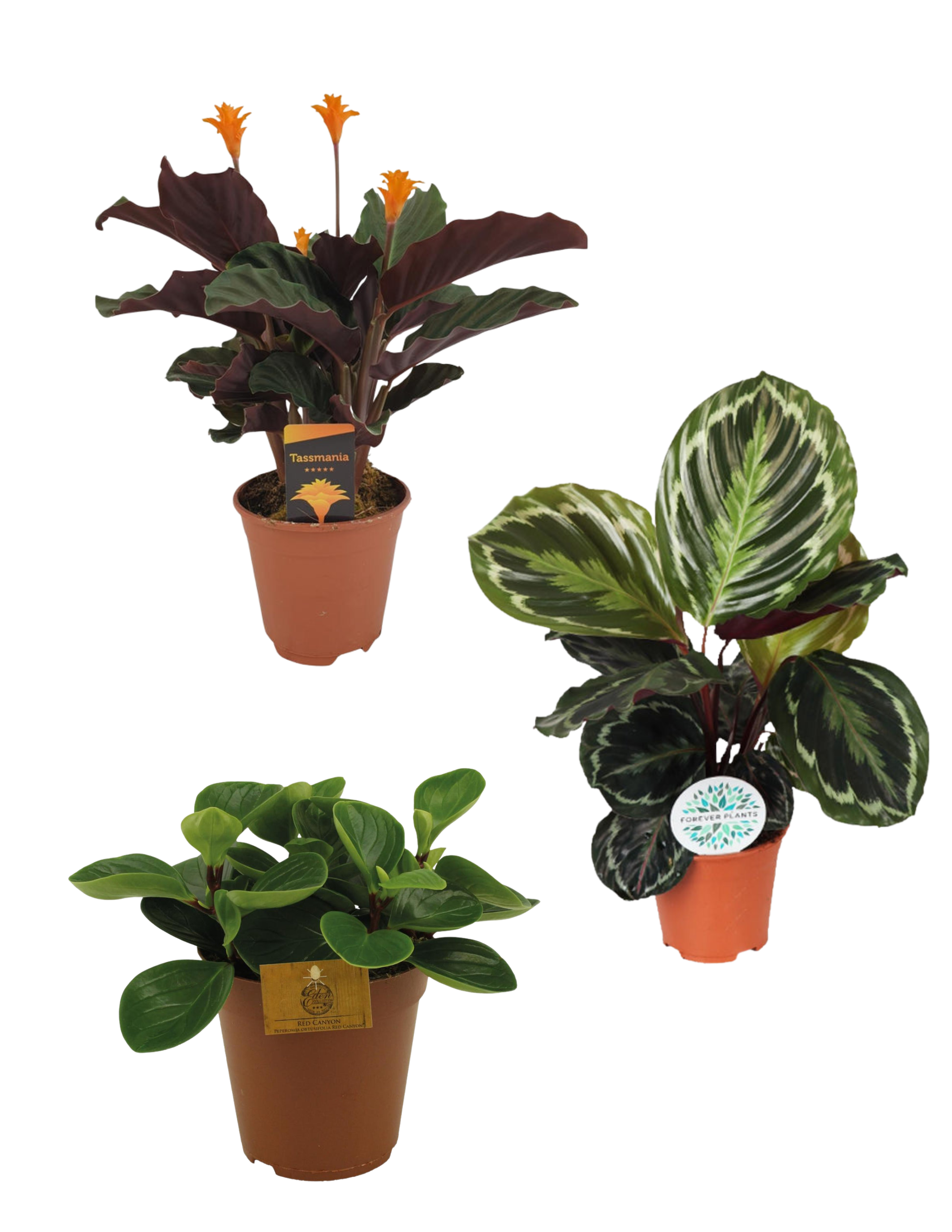 Voordeel bundel gekko terrarium