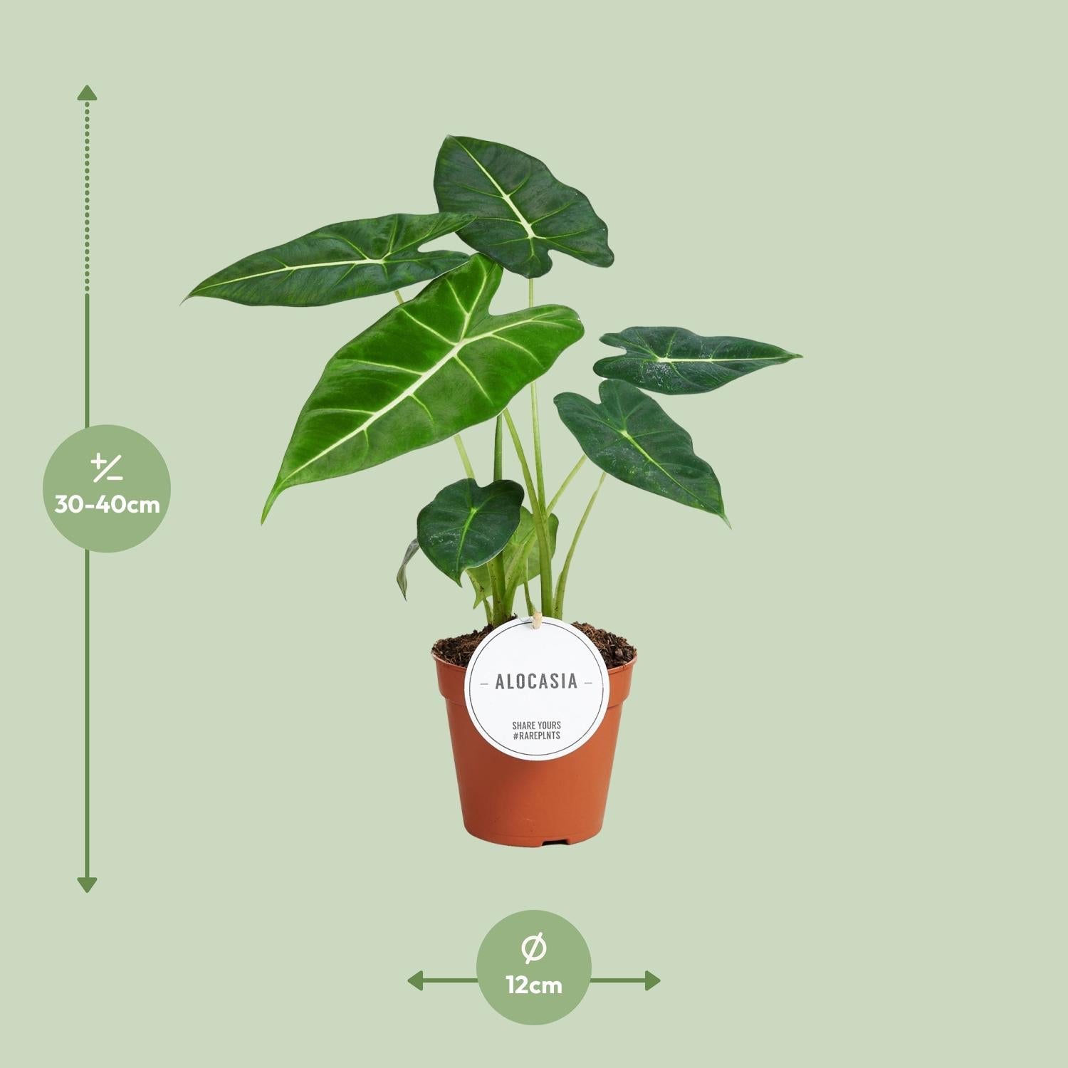 Everspring Alocasia Frydek kamerplant in pot met groene bladeren en afmetingen 30-40 cm hoog