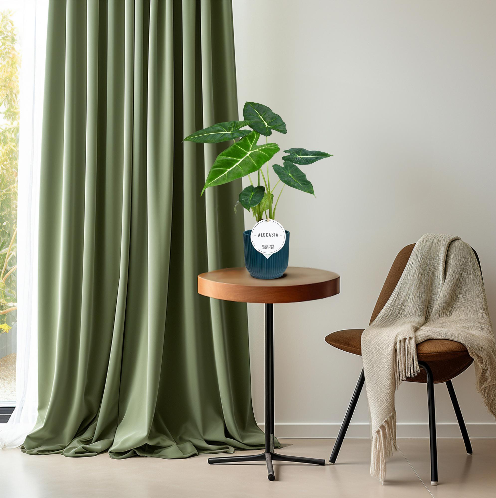 Alocasia Frydek kamerplant in blauwe pot op houten tafel naast stoel met beige deken in lichte kamer