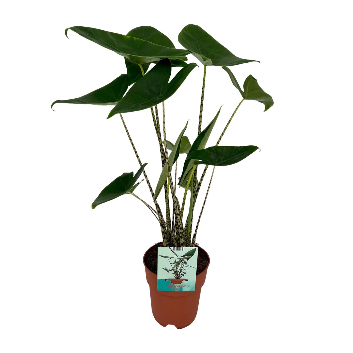 Everspring plant met grote groene bladeren in bruine pot voor binnenhuisdecoratie