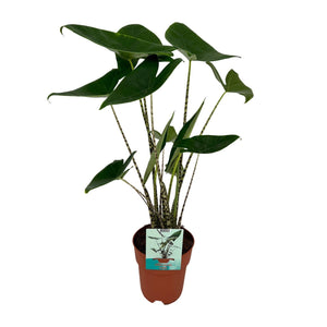 Everspring plant met grote groene bladeren in bruine pot voor binnenhuisdecoratie